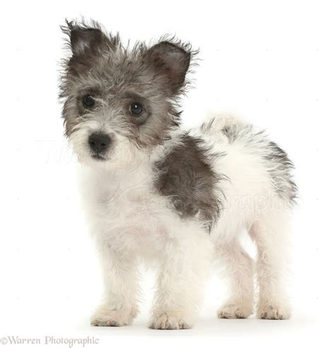 Both <strong>Jack Russell</strong> Terrier and West Highland White. . Jack russell westie mix puppies